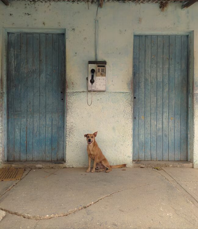 Chien assis devant un vieux téléphone mural